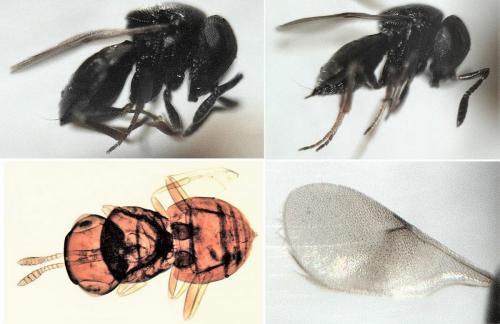 Trissolcus sp.